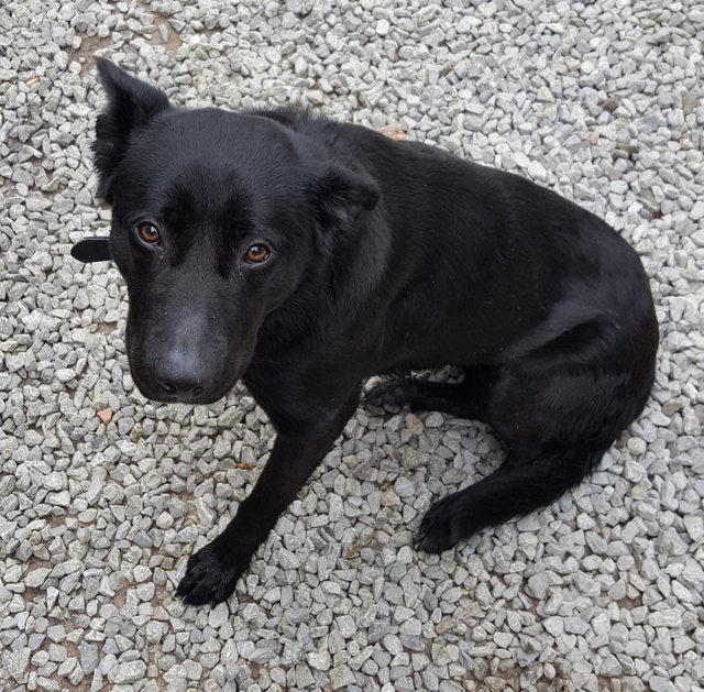 Tansley 2 year old female Labrador Cross available for