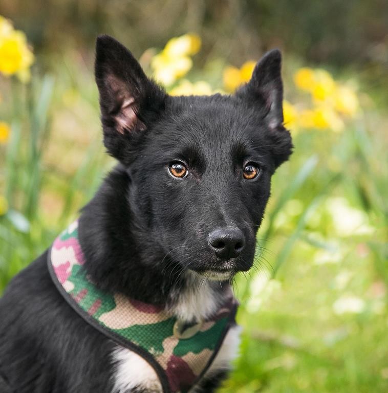 Toby - 4-5 month old male Collie cross German Shepherd Dog available ...