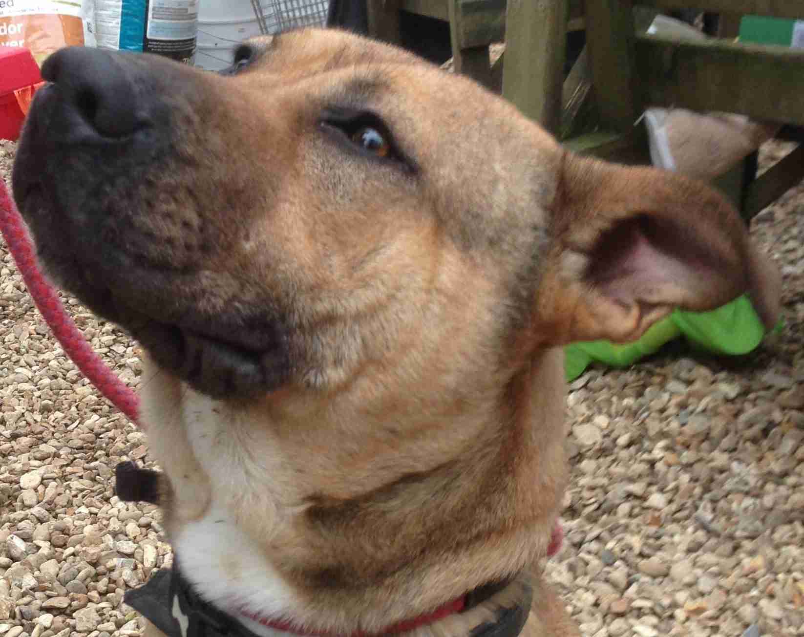 Animal Helpline Dog Rescue Peterborough Dogs for Adoption dogsblog