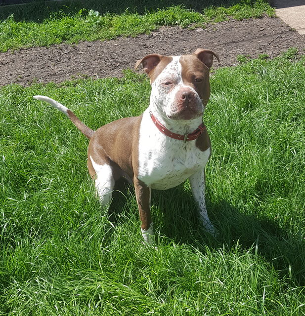 Al 3 Year Old Male American Bulldog Cross Staffordshire Bull Terrier Available For Adoption