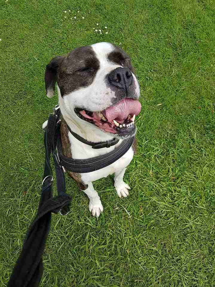 Zena 56 year old female American Bulldog Cross