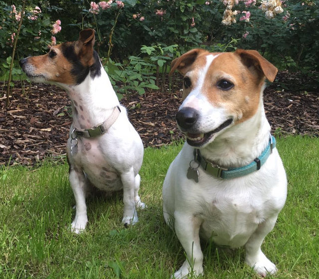 Jack and Jill – 8 year old male and female Jack Russell Terriers dog ...