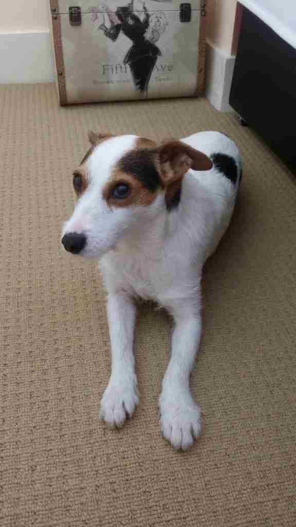 mila-4-year-old-female-jack-russell-terrier-available-for-adoption