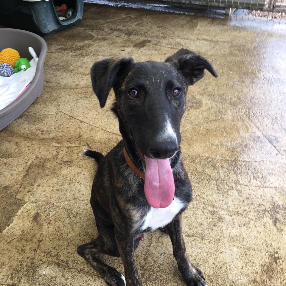 Louis 6 month old male Lurcher available for adoption
