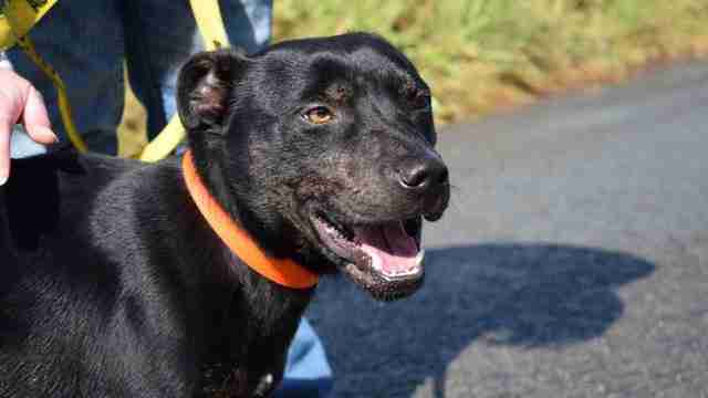 Merlin Animal Rescue Denbighshire Dogs For Adoption Dogsblog Com