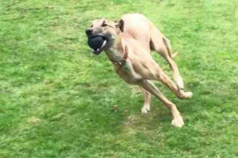 Merlin Animal Rescue Denbighshire Dogs For Adoption Dogsblog Com