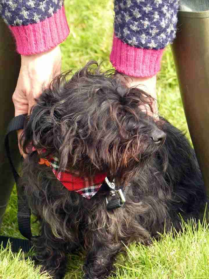 Suffolk Dog Rescue Dogs for Adoption Page 2 of 6