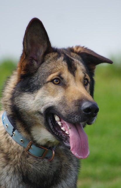 Kane – 3 year old male Belgian Shepherd cross Malamute dog for adoption