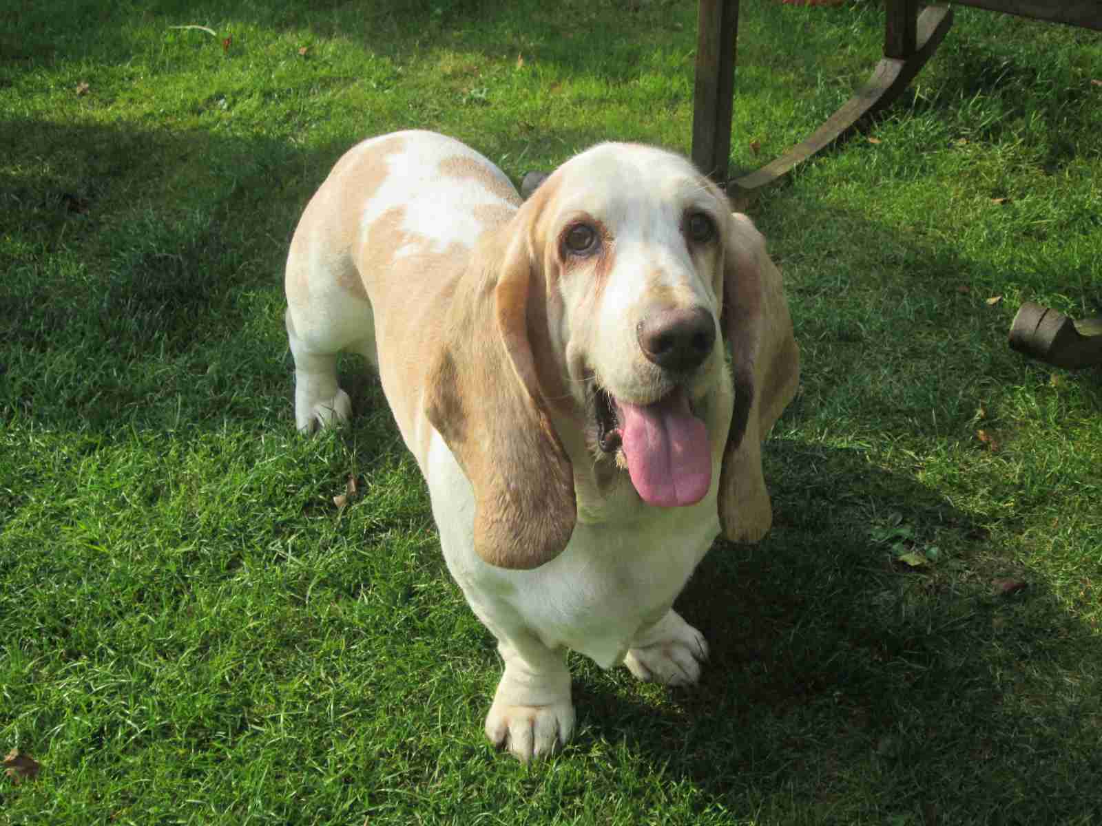 Harvey 5 year old male Basset Hound available for adoption