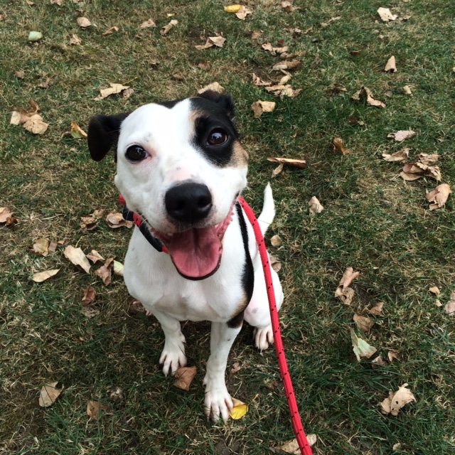 Roo – 3 year old male Jack Russell Terrier cross Staffordshire Bull ...