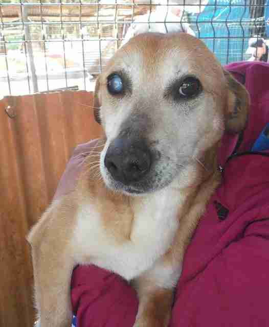 Blind Dog Rescue UK Dogs for Adoption Page 5 of 17