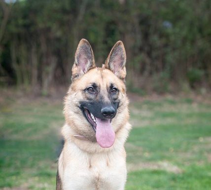 Belle – 1 year old female German Shepherd Dog dog for adoption