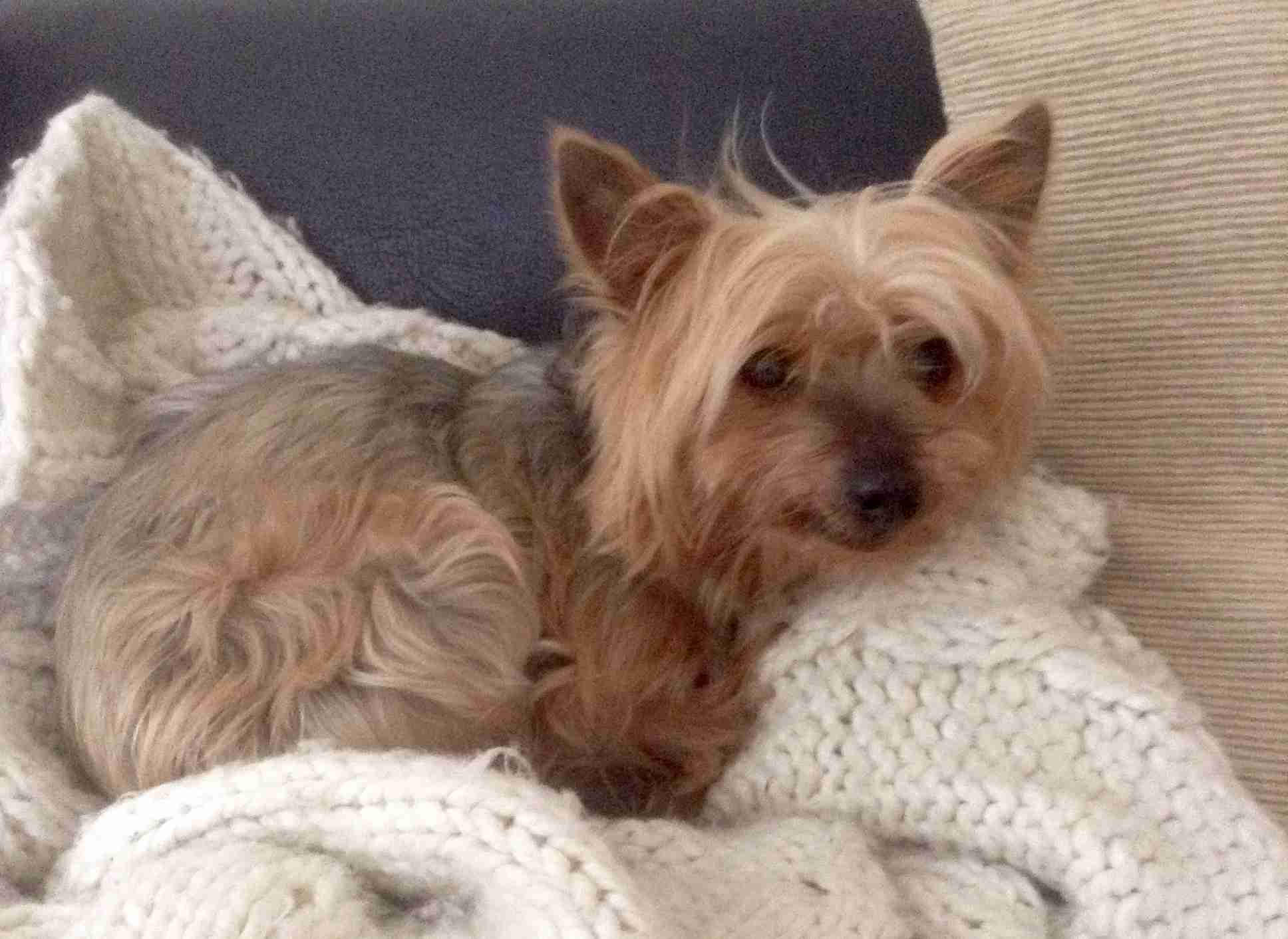 Ben 13 year old male Yorkshire Terrier available for