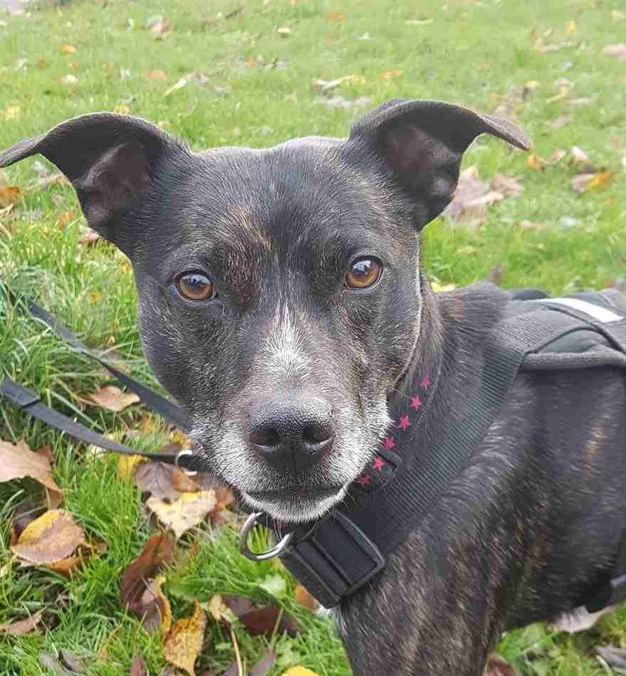 Ted 45 year old male Staffordshire Bull Terrier cross Jack Russell Terrier available for adoption