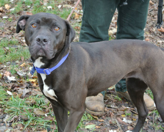 Dolly – 3 year old female Staffordshire Bull Terrier cross Mastiff dog ...