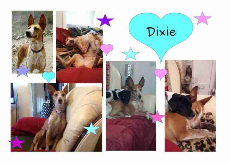 Starfish Dog Rescue Gloucestershire - Dogs for Adoption - dogsblog.com