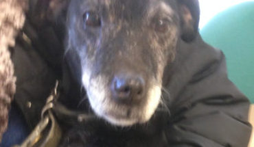 Patterdale Terrier Cross Dogs for Adoption and Rescue