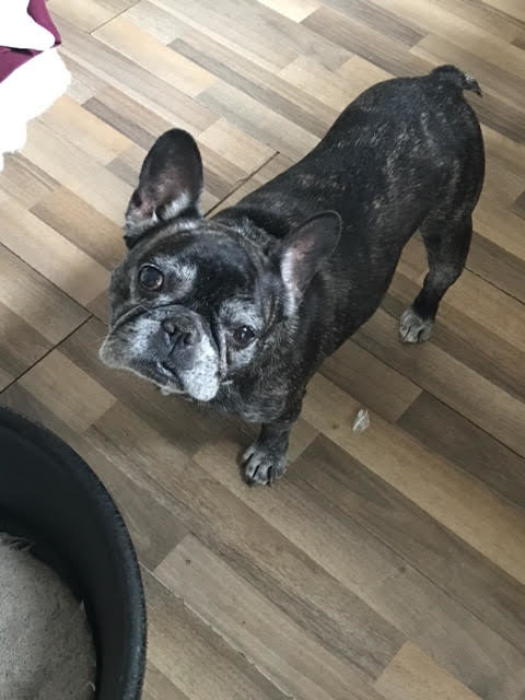 Bonny - 8 year old female French Bulldog available for adoption