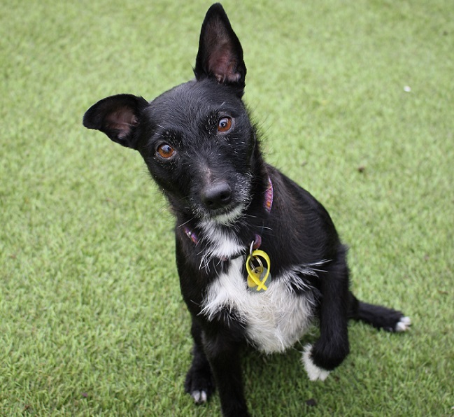 Jess – 8 year old female Patterdale Terrier cross Jack Russell Terrier ...