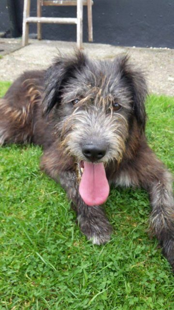 Maggie – 3 year old female Irish Wolfhound Cross dog for adoption