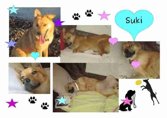 Starfish Dog Rescue Gloucestershire - Dogs for Adoption - dogsblog.com