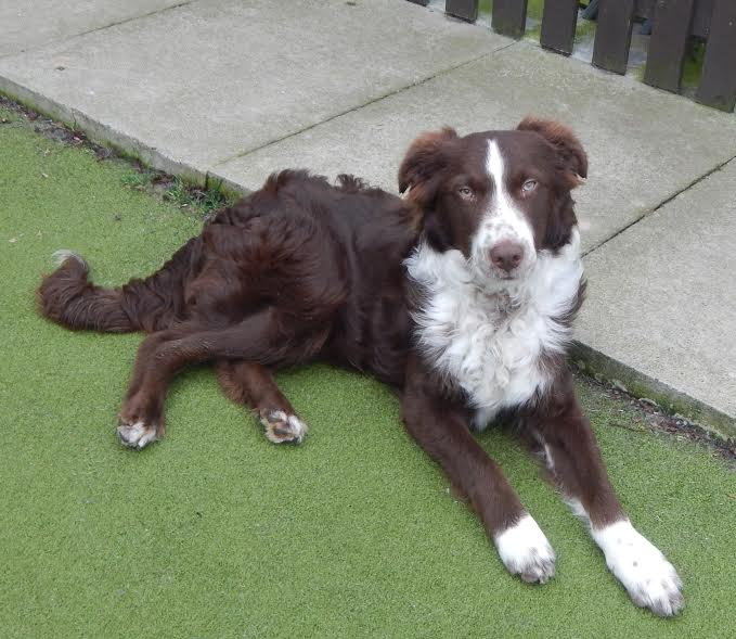 Max - 7 month old male Border Collie cross English Springer Spaniel