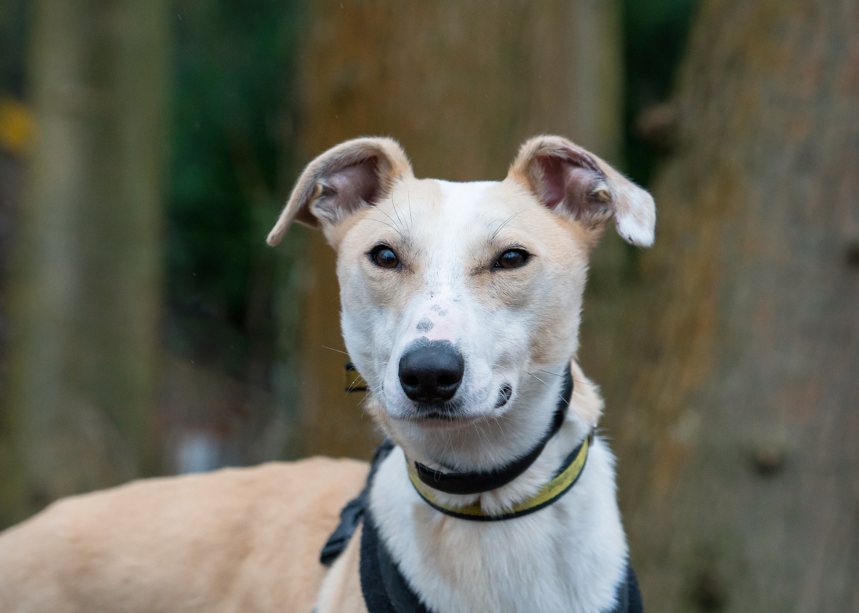 Posts by Dogs Trust Merseyside | Dogs for Adoption & Rescue - DogsBlog ...