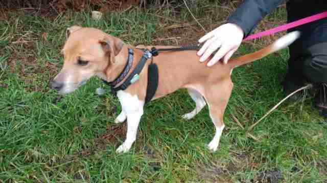 plummer terrier rescue