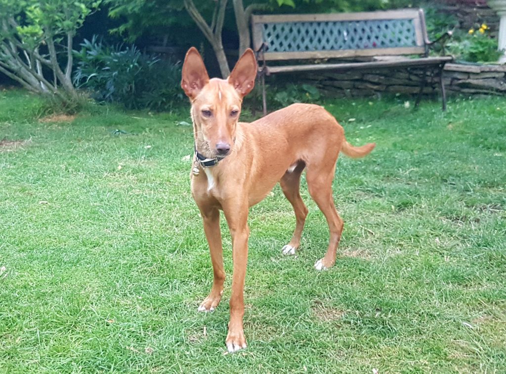 Robbie - 2 year old male Ibizan Hound (Podenco) available ...