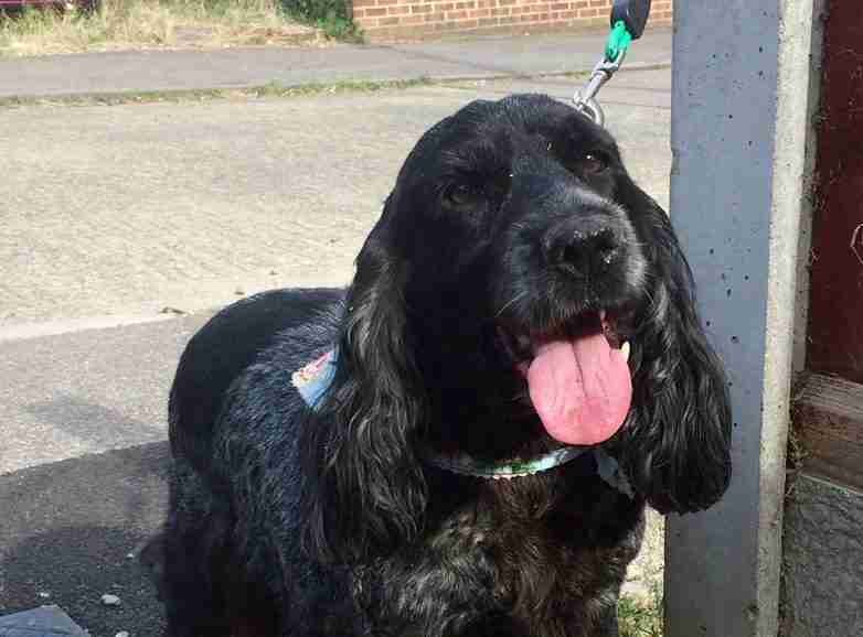 Cassidy 9 year old male English Cocker Spaniel available for adoption