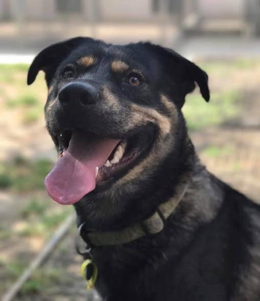 Ricardo – 10 month old male Husky cross Rottweiler dog for adoption