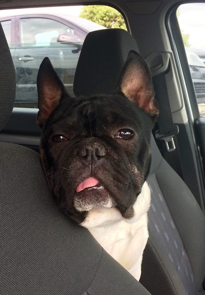 Ernie - 1 year old male French Bulldog available for adoption