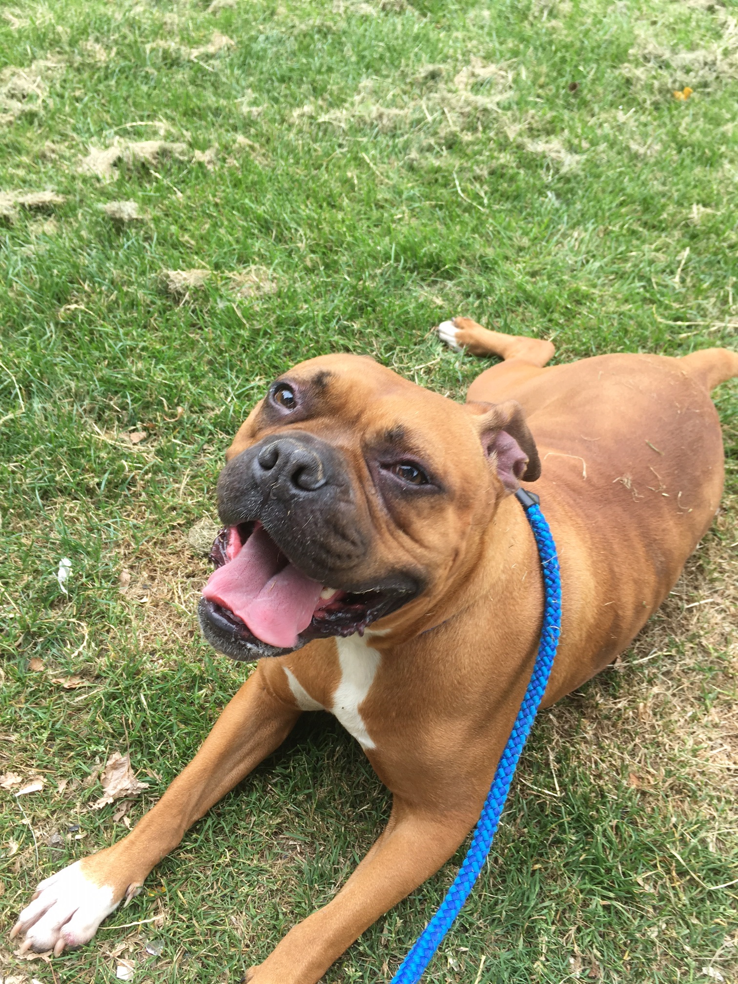 Roxy – 5 year old female Boxer Cross dog for adoption