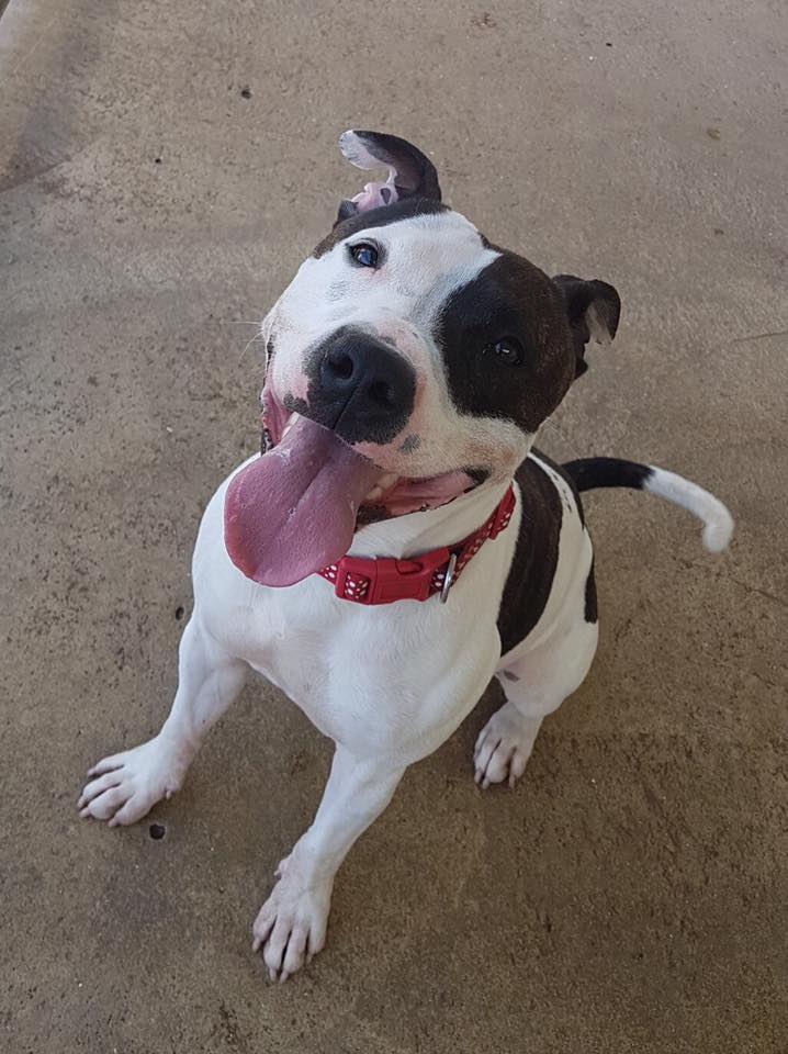 Jacob 2 year old male Staffordshire Bull Terrier