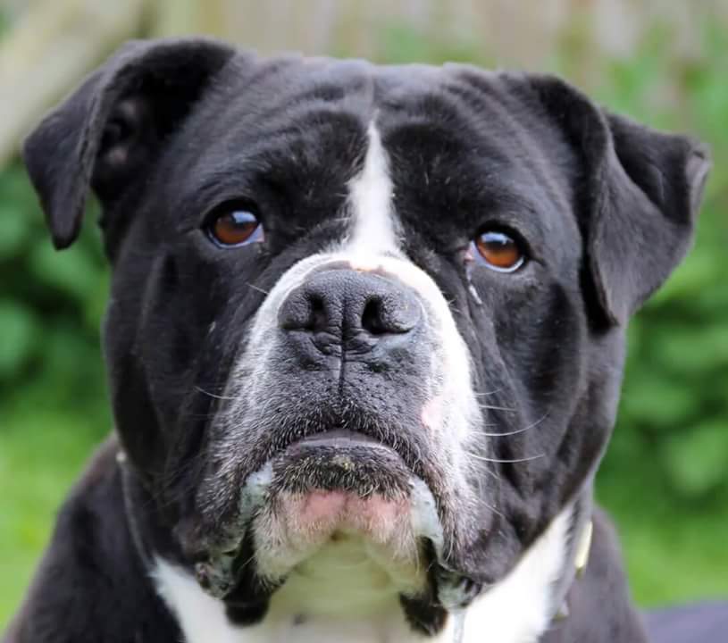 Bulldog Cross Dogs for Adoption and Rescue