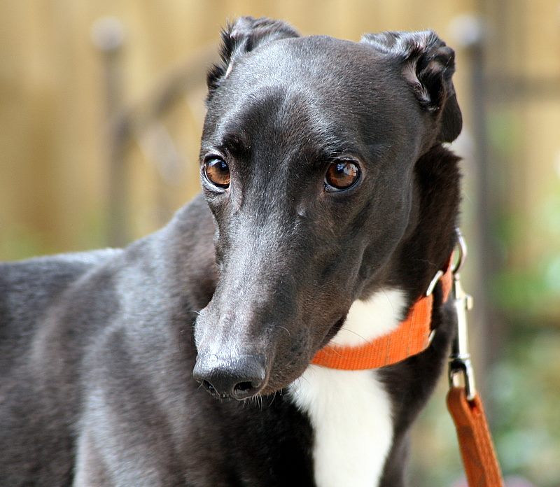 Posts by Greyhound Gap | Dogs for Adoption & Rescue - DogsBlog.com - Page 6