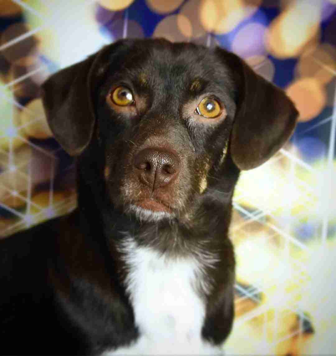 Raisin 1 year old female Chiweenie available for adoption