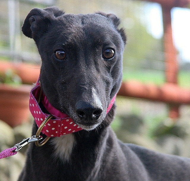 Rosa 2 year old female Greyhound available for adoption