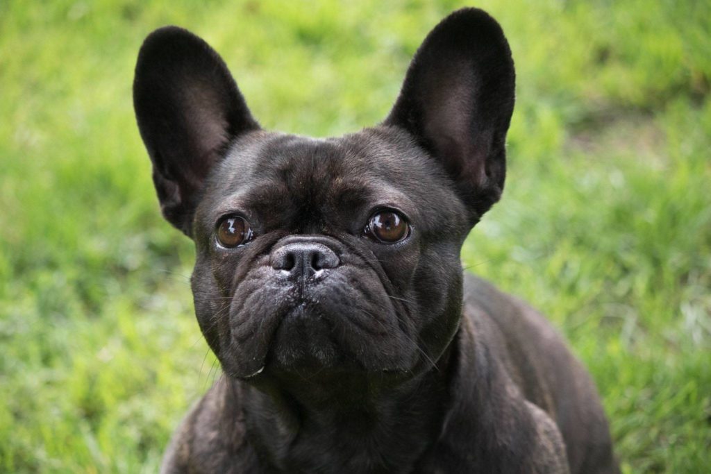 French Bulldog Dogs for Adoption and Rescue