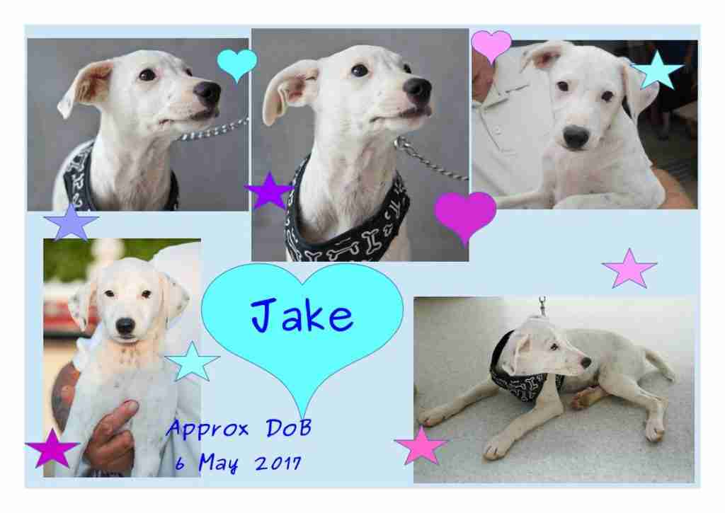 Starfish Dog Rescue Gloucestershire Dogs for Adoption