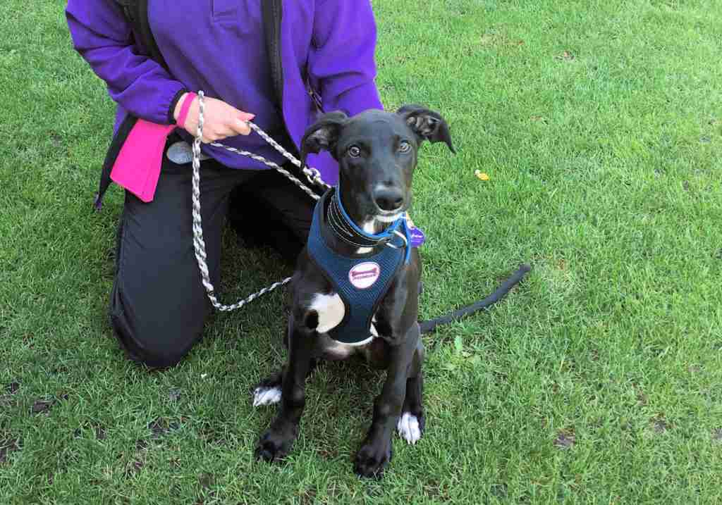 Mayhew Animal Home Dogs for Adoption Page 3 of 106