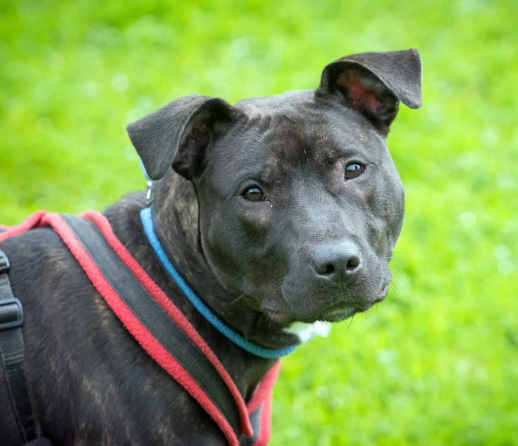 Peppa - 2 year old female Staffordshire Bull Terrier available for adoption