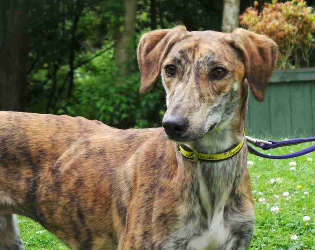 Ralf 1 year old male Lurcher available for adoption