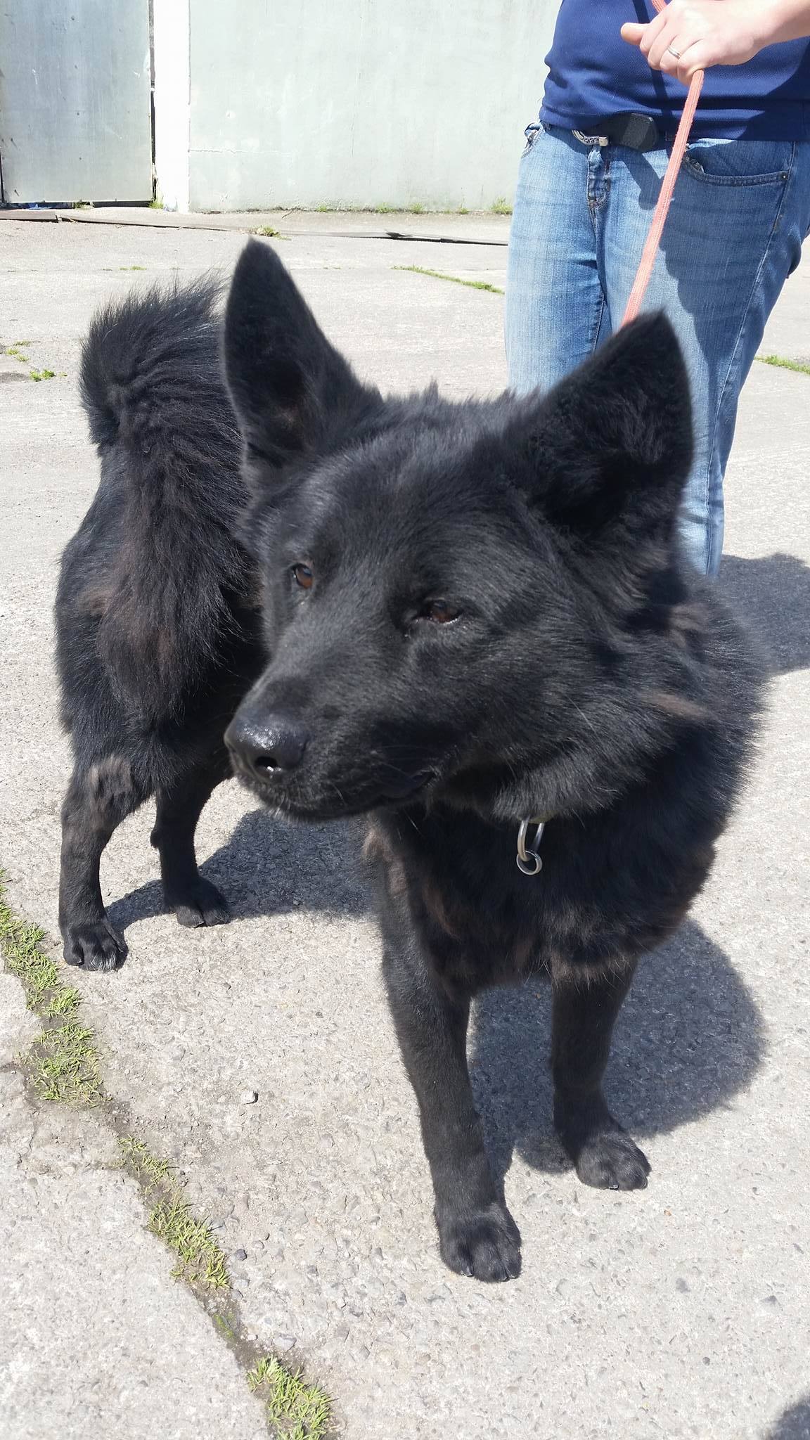 Charka – 2 year old male Akita Cross dog for adoption