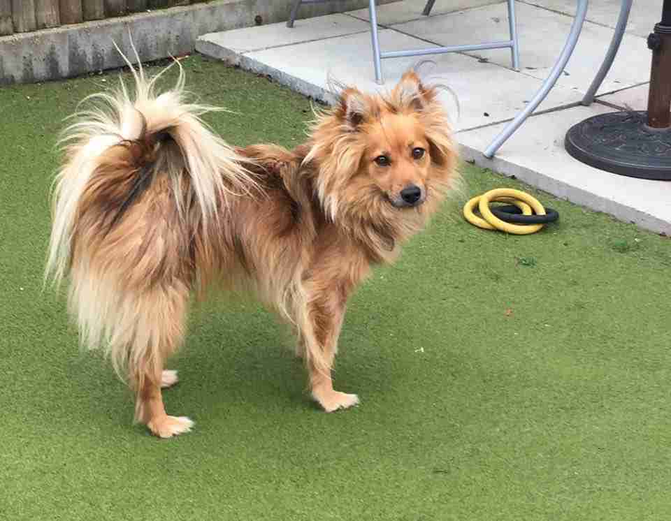 pomeranian cross border collie