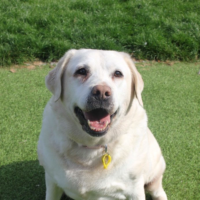 Phoebe – 12 year old female Labrador dog for adoption