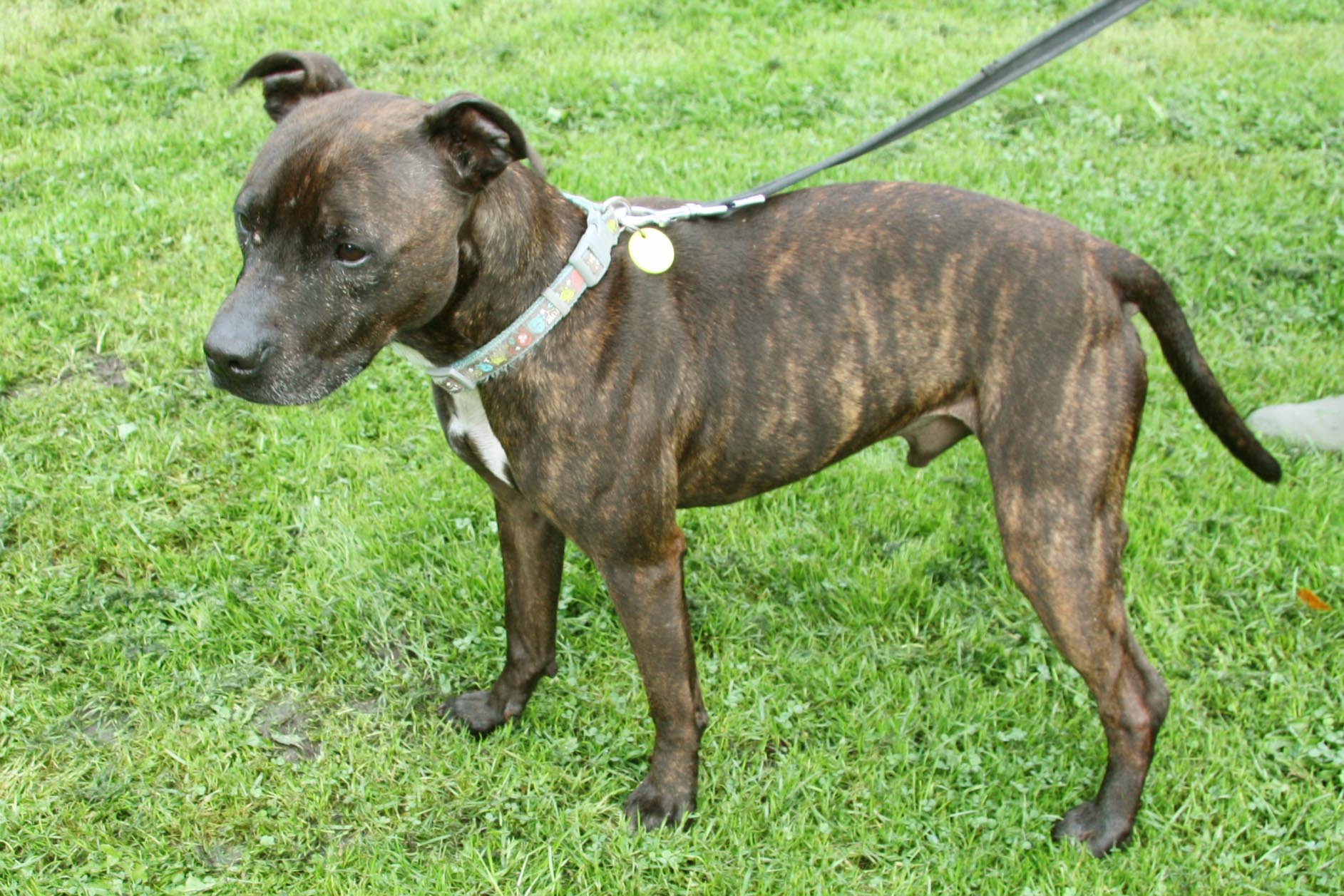 Chaos 6 year old male Staffordshire Bull Terrier available for adoption