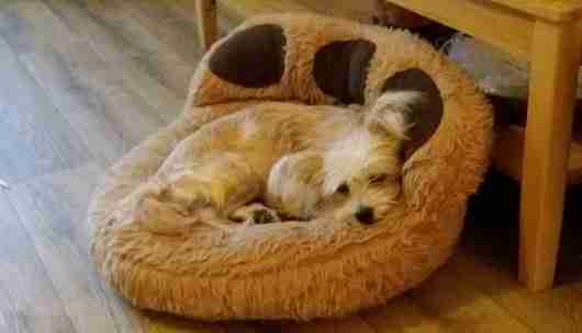 chinese crested powder puff pomeranian