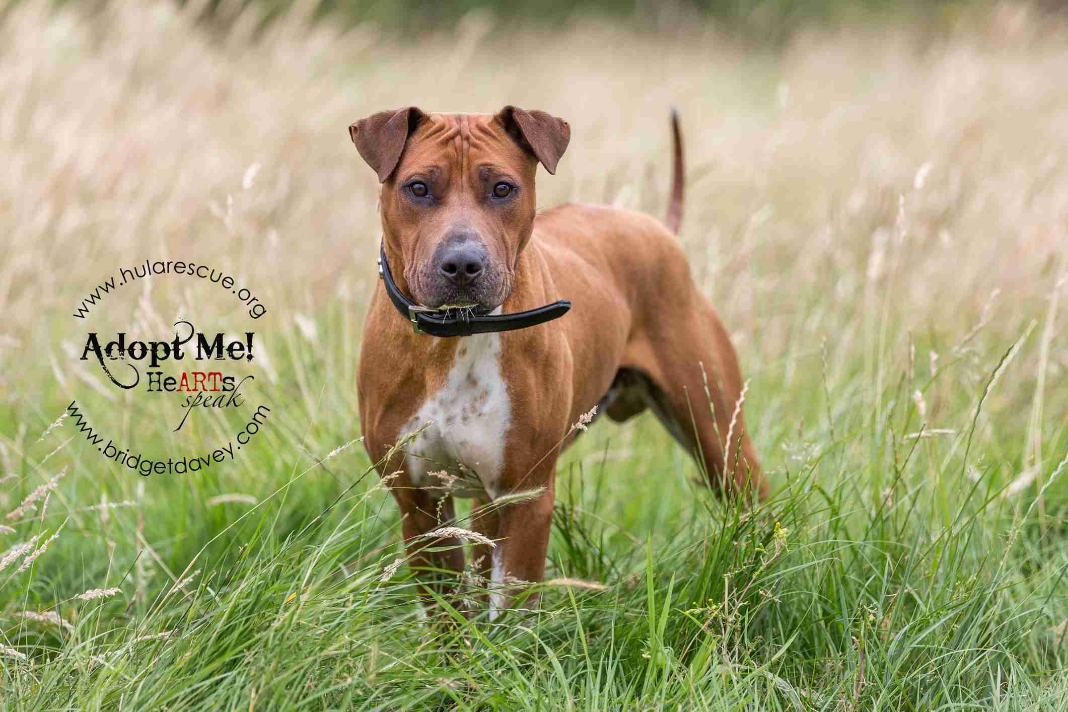 the dog shelter near me