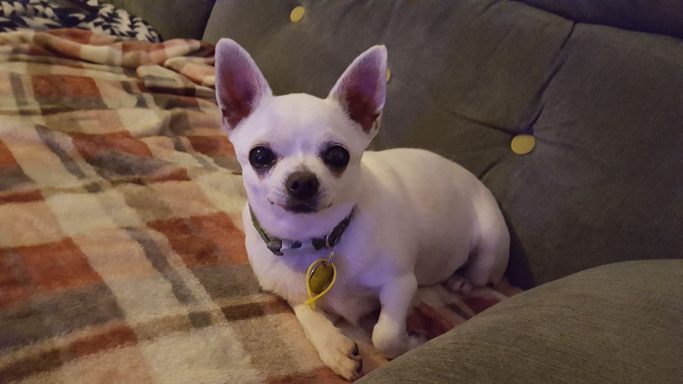 mia-11-year-old-female-chihuahua-available-for-adoption